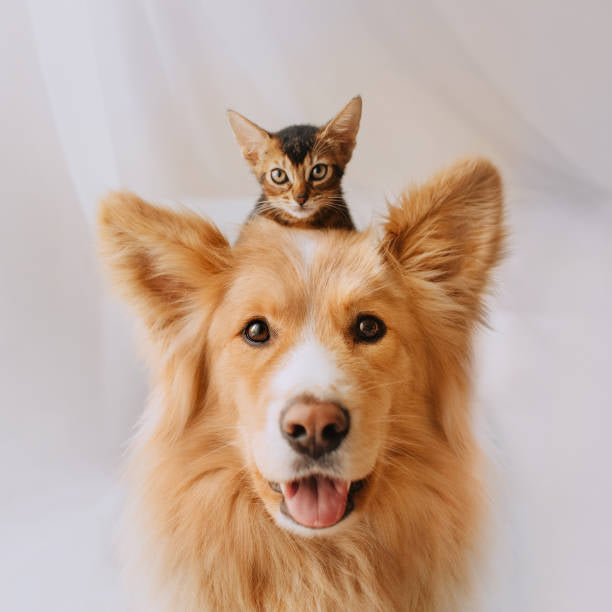 Pet's comfort